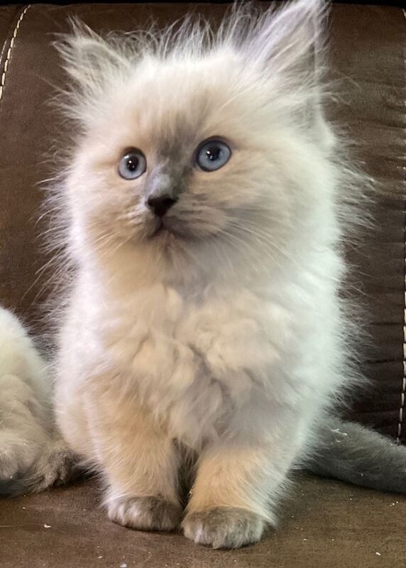 Ragdoll kittens for sale in Buckie, Banffshire β 9 weeks old