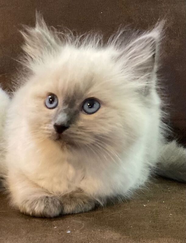 Ragdoll kittens for sale in Buckie, Banffshire – 9 weeks old - Image 2 of 3