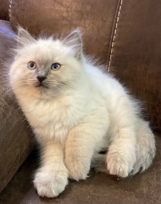 Ragdoll kittens for sale in Buckie, Banffshire – 9 weeks old - Image 3 of 3