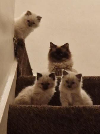 3 beautiful ragdoll ( 1 boy available) for sale in Barnsley, South Yorkshire - Image 1