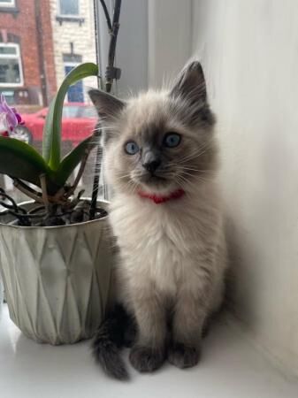 3 beautiful ragdoll ( 1 boy available) for sale in Barnsley, South Yorkshire - Image 2