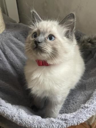 3 beautiful ragdoll ( 1 boy available) for sale in Barnsley, South Yorkshire - Image 3