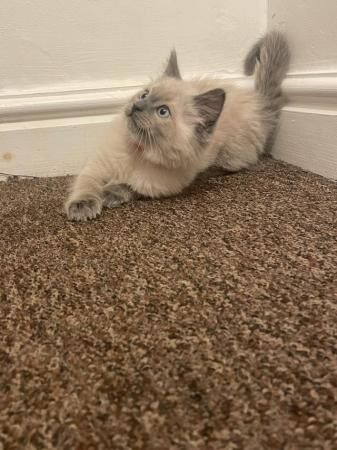 3 beautiful ragdoll ( 1 boy available) for sale in Barnsley, South Yorkshire - Image 5