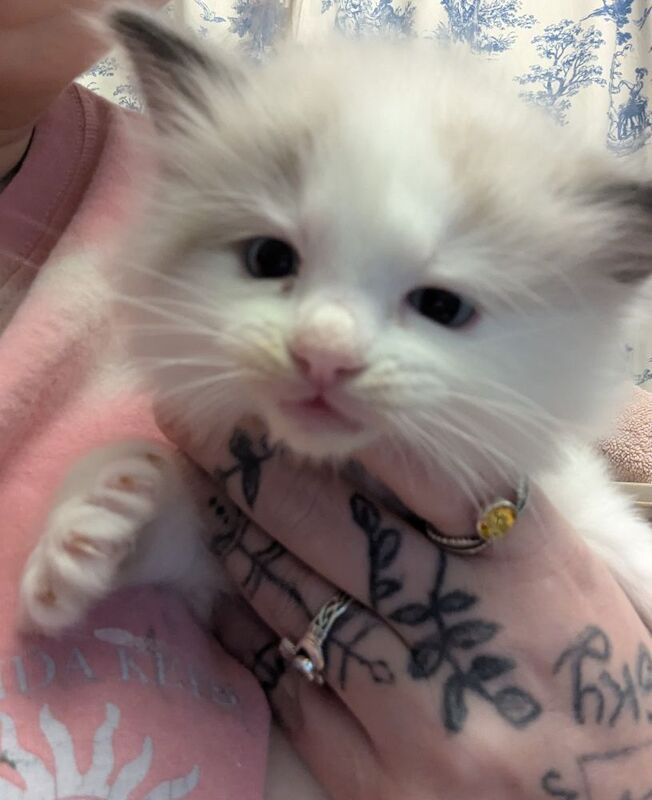 Ragdoll kittens for sale in BB4 9BS β 7 weeks old