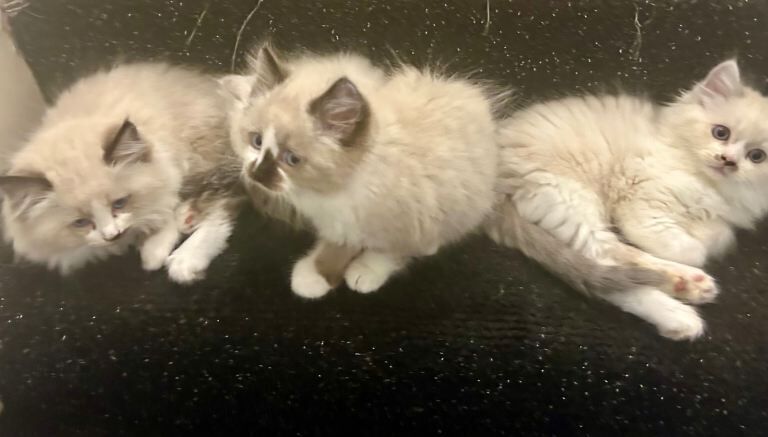 3 cute Ragdoll/Persian