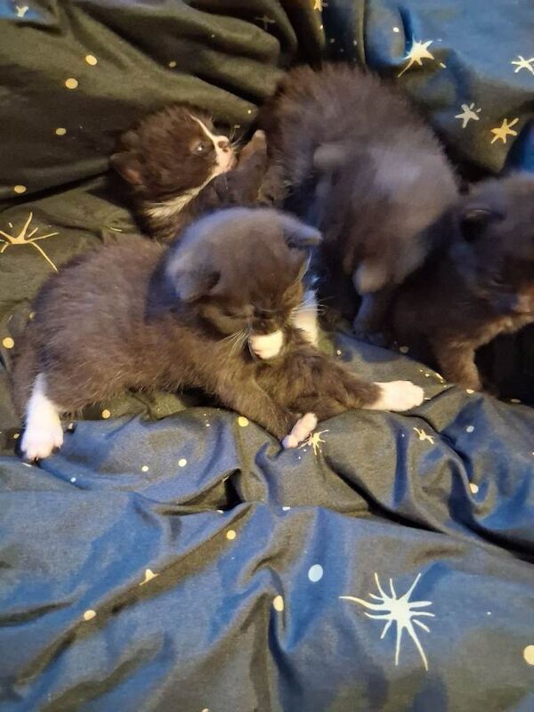 Ragdoll Kittens For Sale