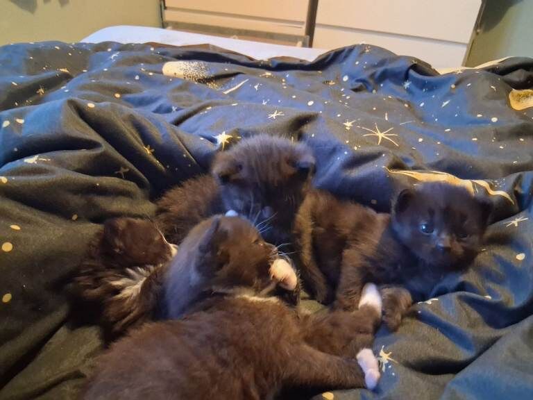 3 girls and 1 boy kitten - Image 2 of 5