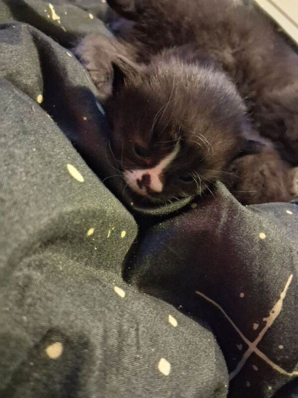 3 girls and 1 boy kitten - Image 3 of 5