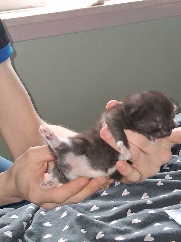 3 girls and 1 boy kitten - Image 4 of 5