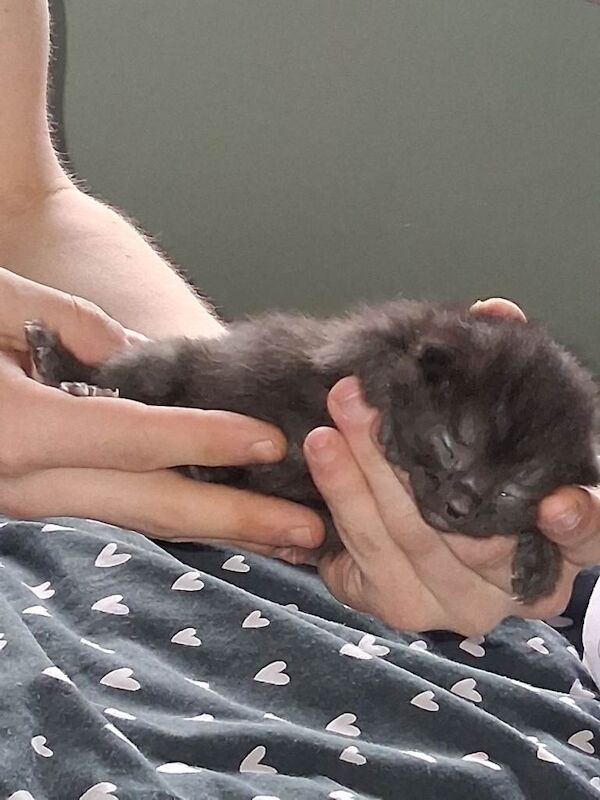 3 girls and 1 boy kitten - Image 5 of 5