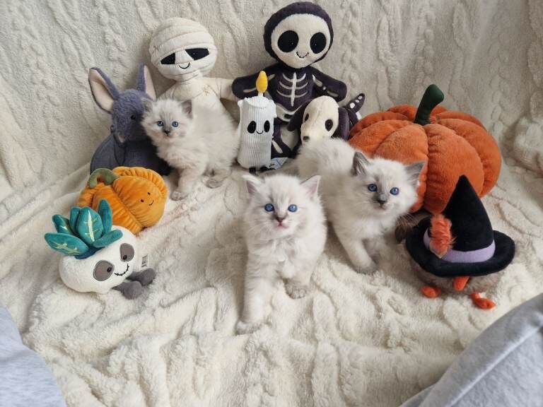 Ragdoll Kittens For Sale