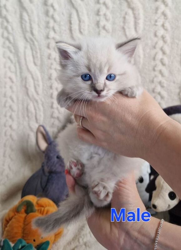 3 Gorgeous Ragdoll Kittens - Image 4 of 6