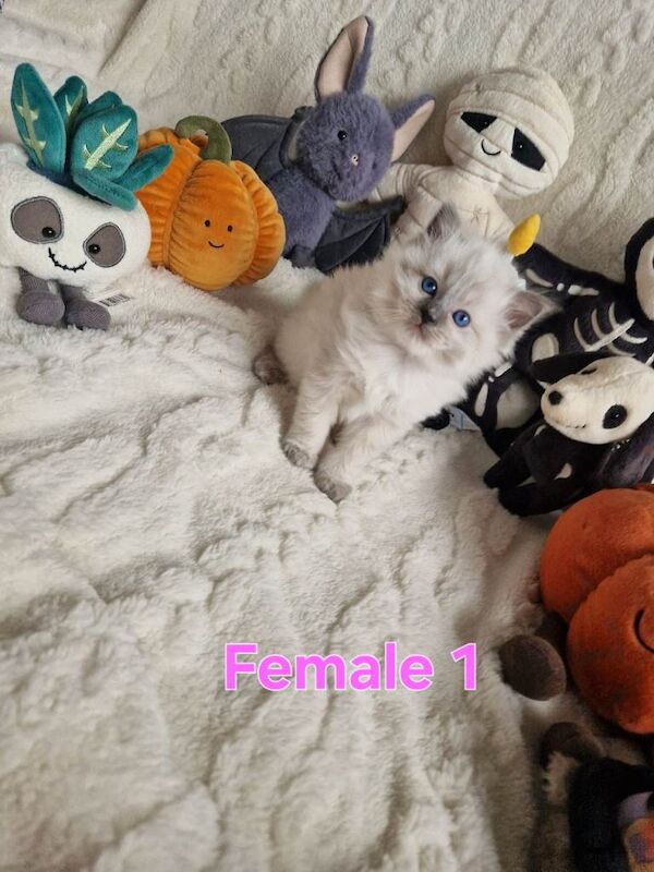 3 Gorgeous Ragdoll Kittens - Image 5 of 6