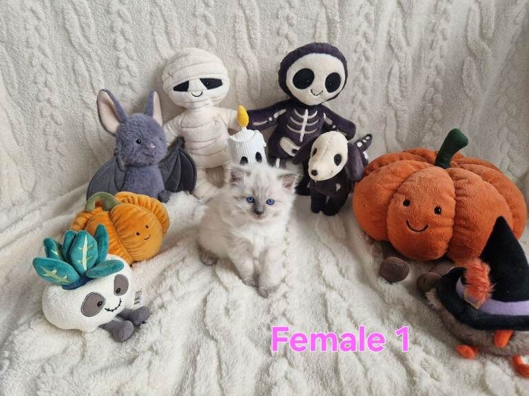 3 Gorgeous Ragdoll Kittens - Image 6 of 6