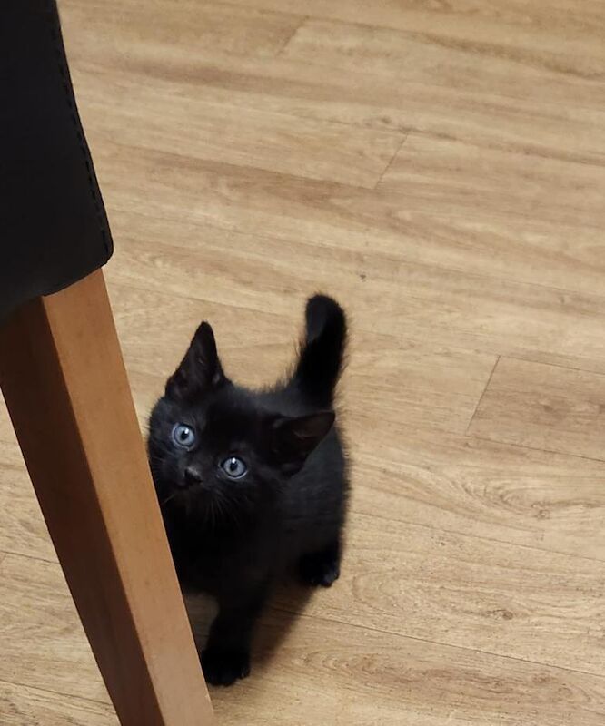 Ragdoll Kittens For Sale