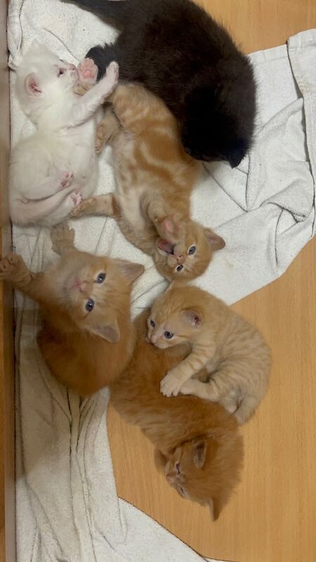 Ragdoll kittens for sale in Wembley, Greater London – 10 weeks old