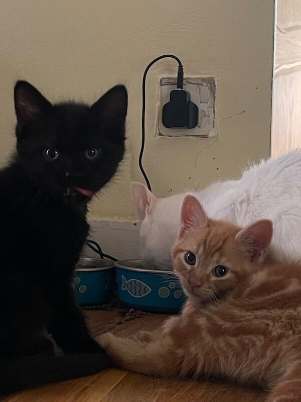 Ragdoll kittens for sale in Wembley, Greater London – 10 weeks old - Image 2 of 3