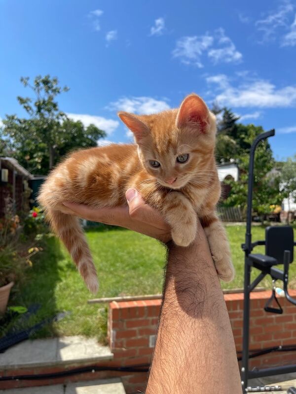 Ragdoll kittens for sale in Wembley, Greater London – 10 weeks old - Image 3 of 3