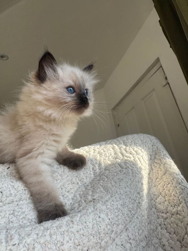 Ragdoll kittens for sale in Greenford, Greater London – 9 weeks old