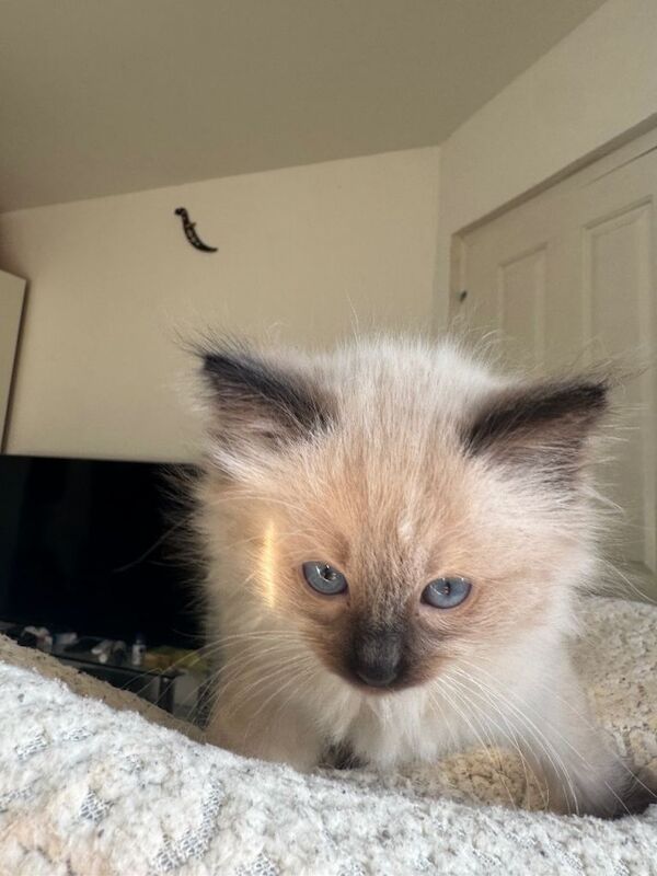 Ragdoll kittens for sale in Greenford, Greater London β 9 weeks old - Image 2 of 4