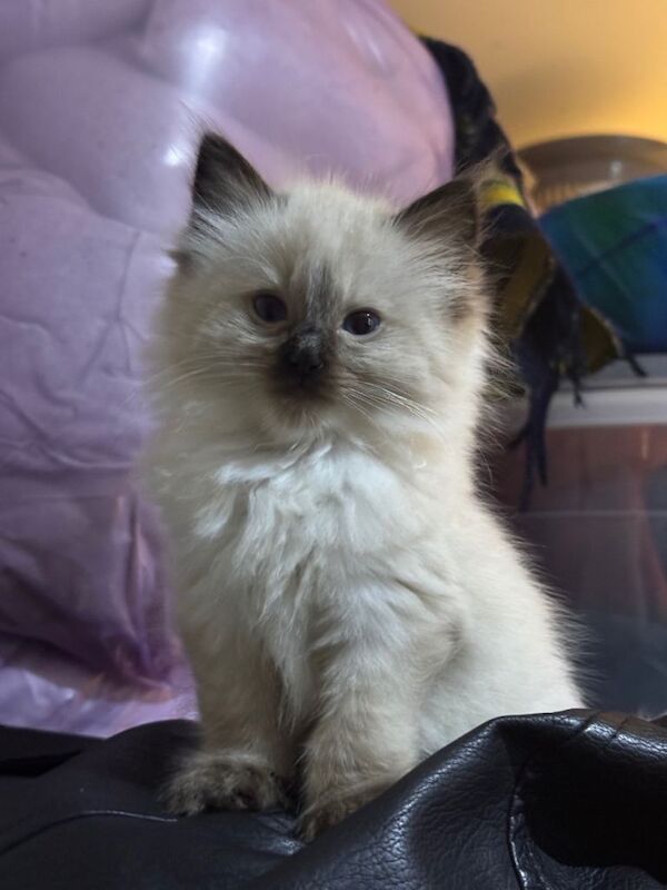 Ragdoll kittens for sale in Greenford, Greater London β 9 weeks old - Image 3 of 4