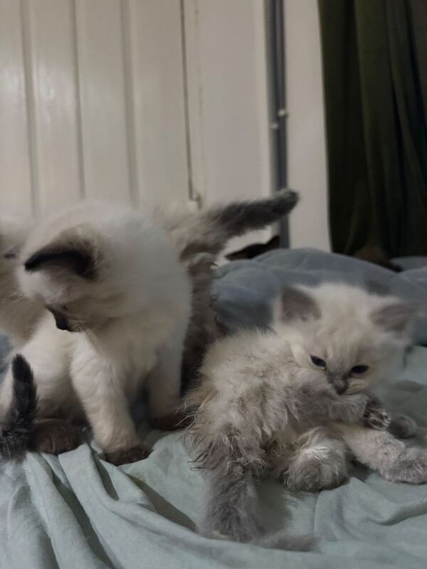Ragdoll kittens for sale in Greenford, Greater London β 9 weeks old - Image 4 of 4