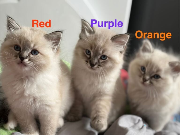 3 male ragdoll kittens