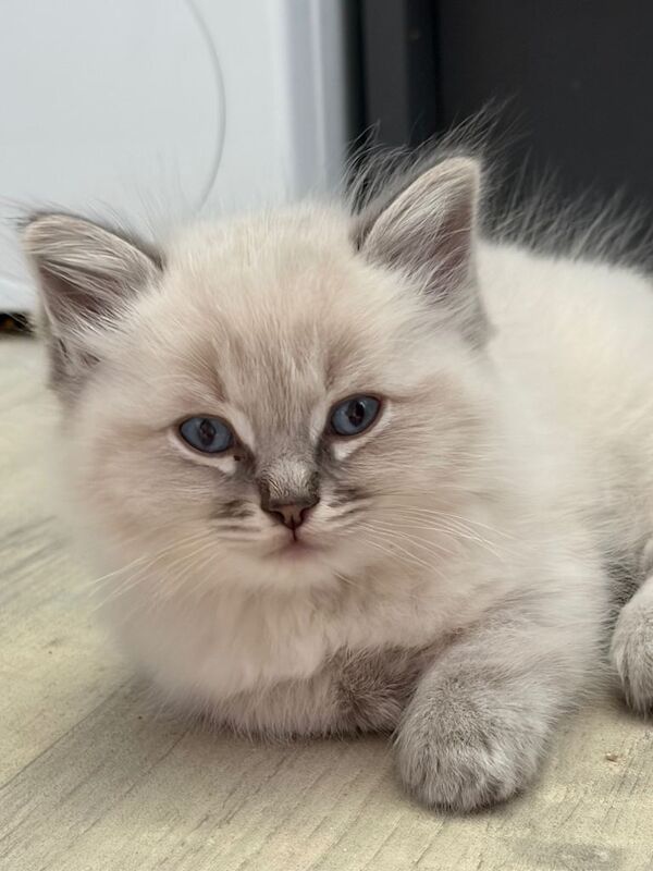 3 male ragdoll kittens - Image 2 of 4