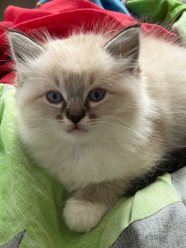 3 male ragdoll kittens - Image 3 of 4