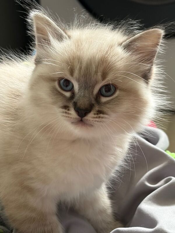 3 male ragdoll kittens - Image 4 of 4