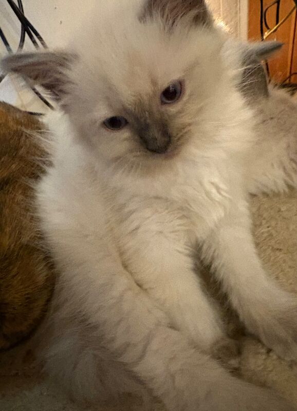 3 male ragdoll kittens ready now