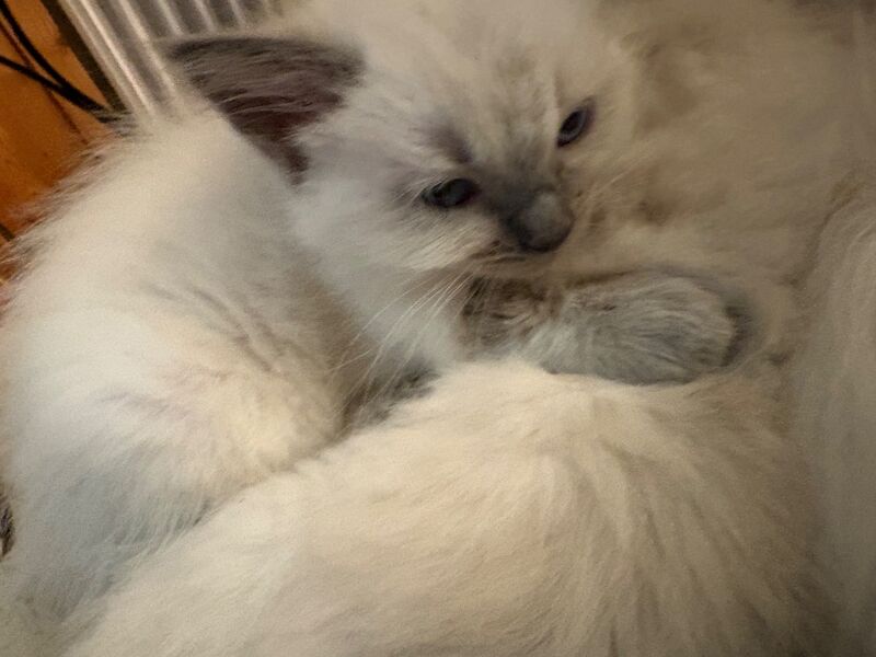 3 male ragdoll kittens ready now - Image 2 of 15
