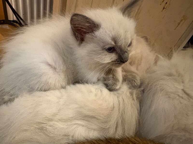 3 male ragdoll kittens ready now - Image 3 of 15