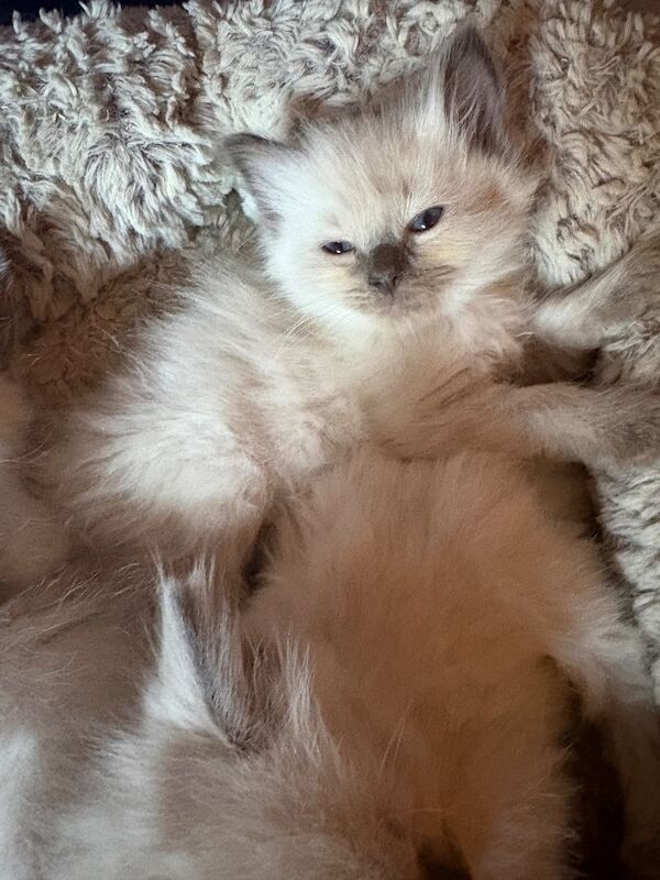 3 male ragdoll kittens ready now - Image 4 of 15