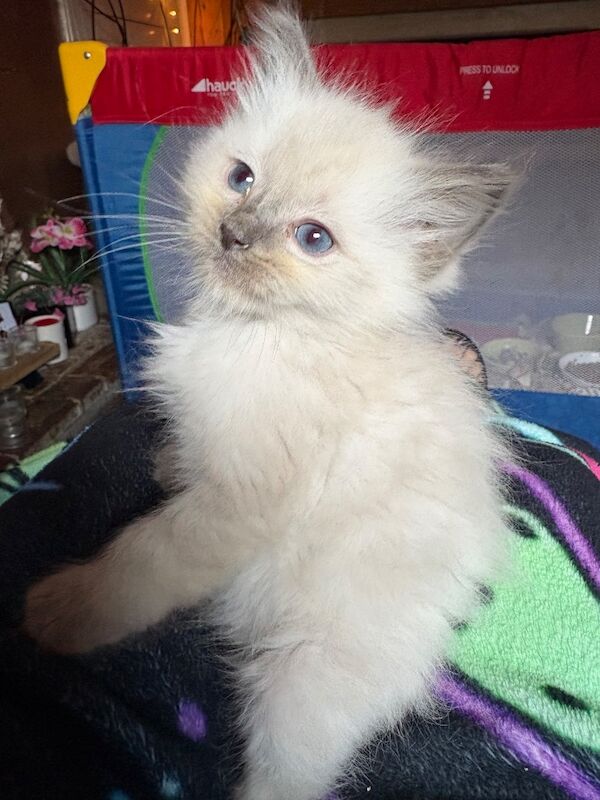3 male ragdoll kittens ready now - Image 5 of 15