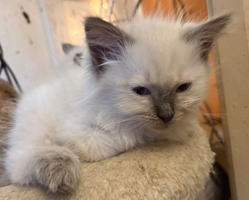 3 male ragdoll kittens ready now - Image 6 of 15
