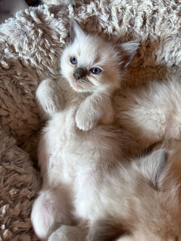 3 male ragdoll kittens ready now - Image 7 of 15