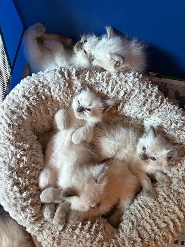 3 male ragdoll kittens ready now - Image 8 of 15