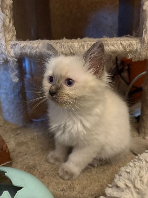 3 male ragdoll kittens ready now - Image 9 of 15