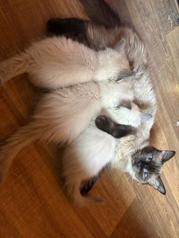 3 male ragdoll kittens ready now - Image 10 of 15