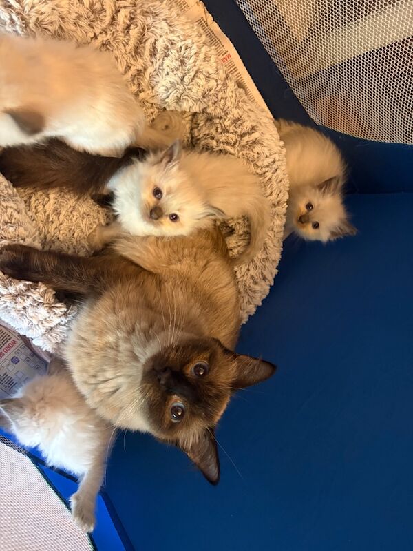3 male ragdoll kittens ready now - Image 11 of 15