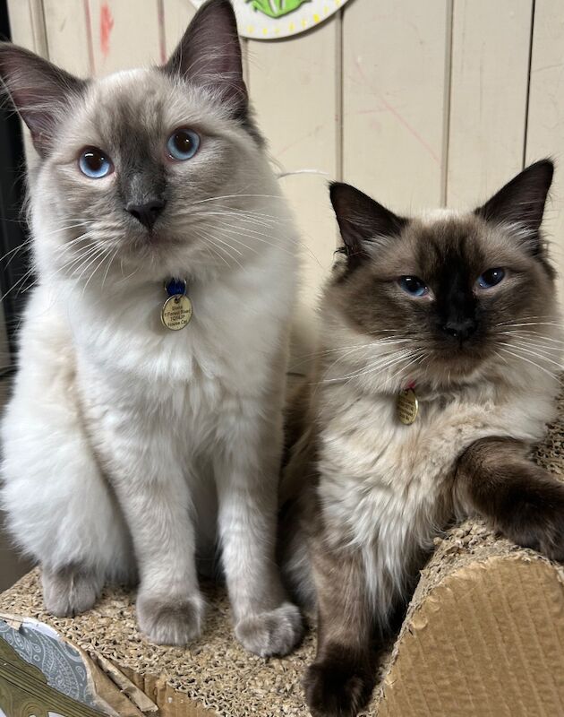 3 male ragdoll kittens ready now - Image 12 of 15