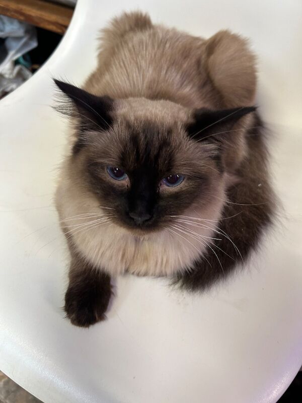 3 male ragdoll kittens ready now - Image 13 of 15