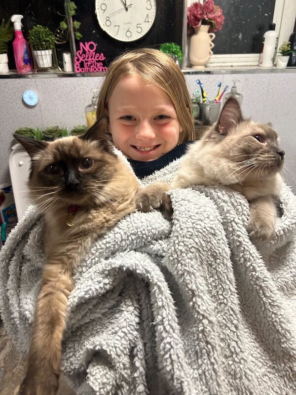 3 male ragdoll kittens ready now - Image 15 of 15