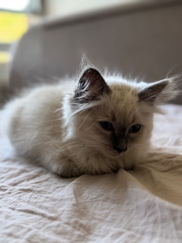 Ragdoll kittens for sale in Islington, Greater London – 11 weeks old