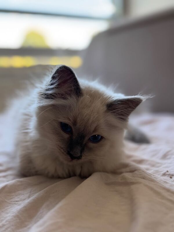 Ragdoll kittens for sale in Islington, Greater London – 11 weeks old - Image 2 of 3