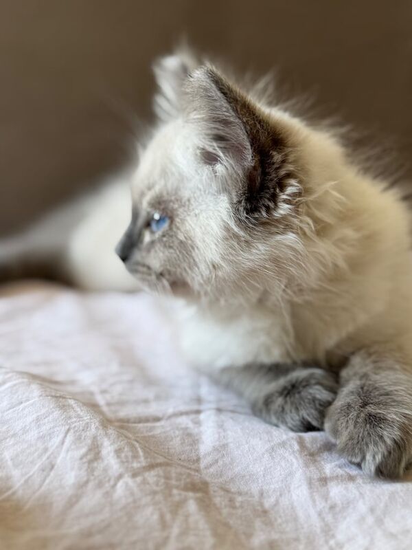 Ragdoll kittens for sale in Islington, Greater London – 11 weeks old - Image 3 of 3