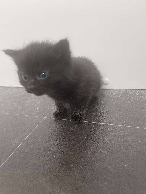 Ragdoll kittens for sale in Cambridge, Cambridgeshire – 10 weeks old - Image 3 of 10