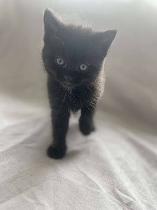 Ragdoll kittens for sale in Cambridge, Cambridgeshire – 10 weeks old - Image 5 of 10