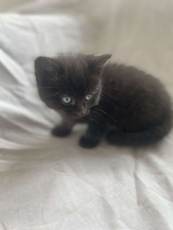 Ragdoll kittens for sale in Cambridge, Cambridgeshire – 10 weeks old - Image 6 of 10